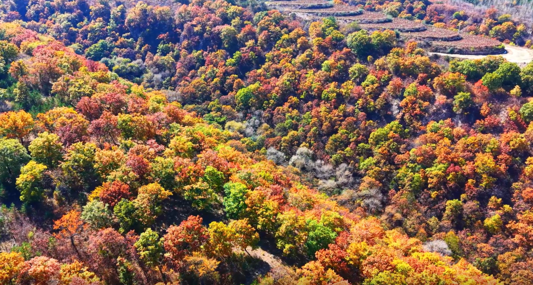 山风穿过林海,云雾在沟壑间缓缓流动,远山近岭像一幅慢慢展开的油画。