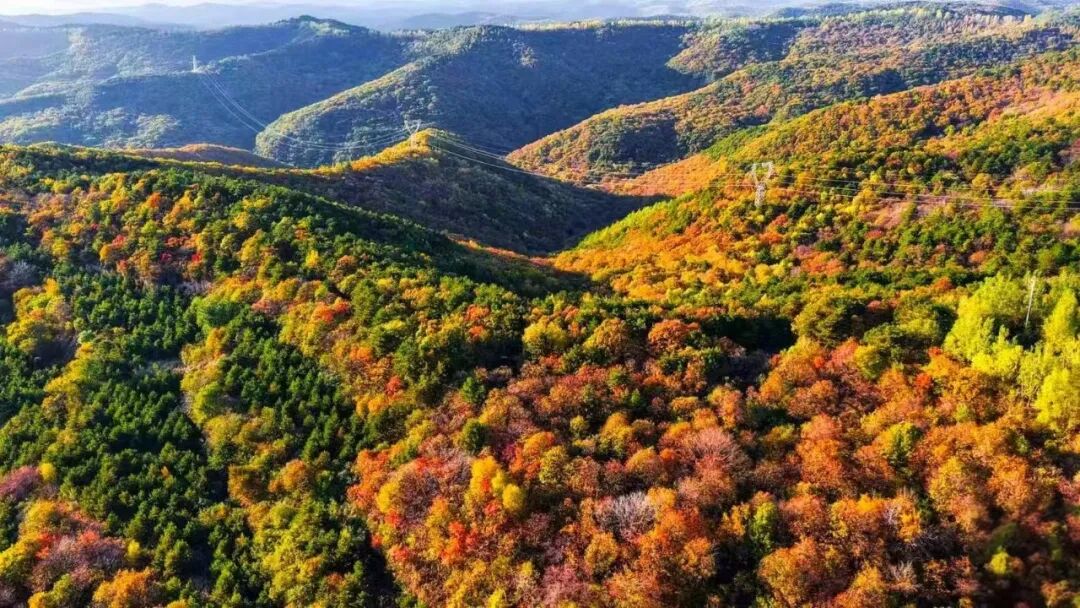 秦直道静卧山脊,千年古道在秋色里更显苍茫;调令关、花溪谷、太白梁一带,红叶与青松交错,把黄土高原难得一见的斑斓铺展得淋漓尽致。