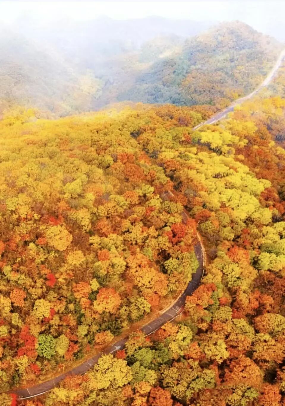 红桦、黄栌、五角枫层层叠叠,青松仍守深绿,落叶铺满林间小道,踩上去沙沙作响。