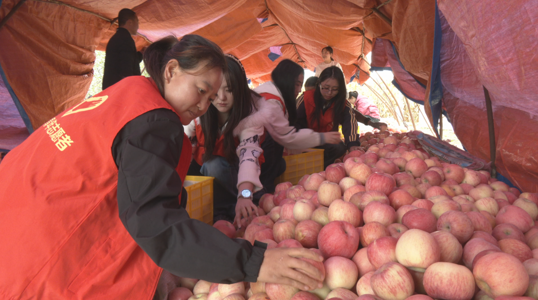 合水县段家集乡:金秋苹果丰收季 助农纾困保增收