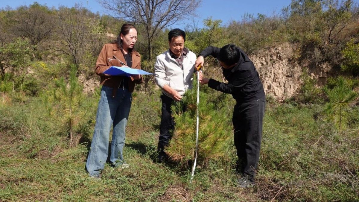 西峰区:森林抚育“加减法”推动林草生态提质增效