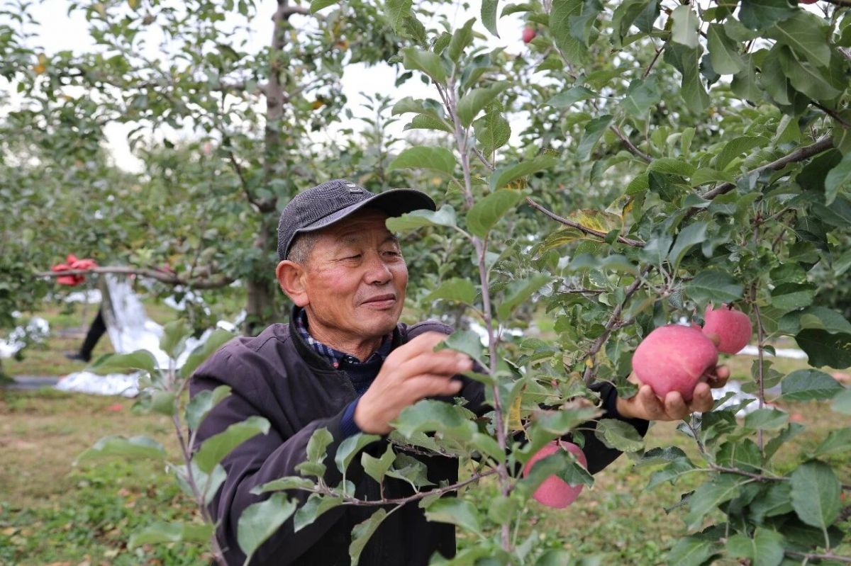 庆城县南庄乡果农黄永宏以科技赋能点亮苹果振兴之路