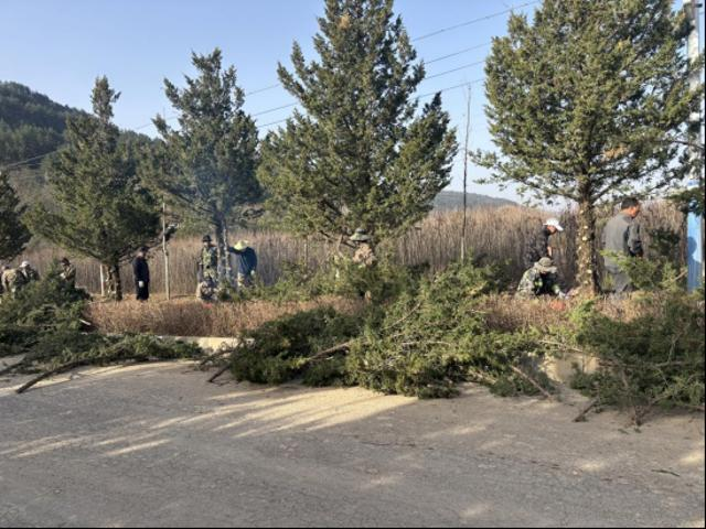 大山门林场：深耕林下治理 筑牢生态屏障