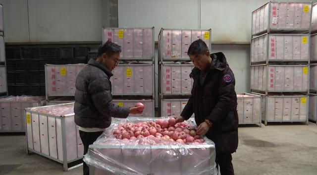 合水:苹果丰收仓储忙 错峰销售助增收