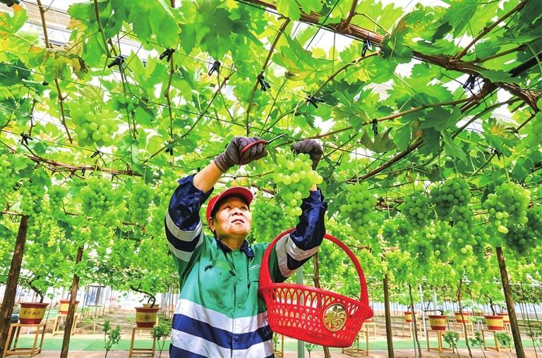 通渭县常家河镇葡萄采摘园喜获丰收。(定西融媒)