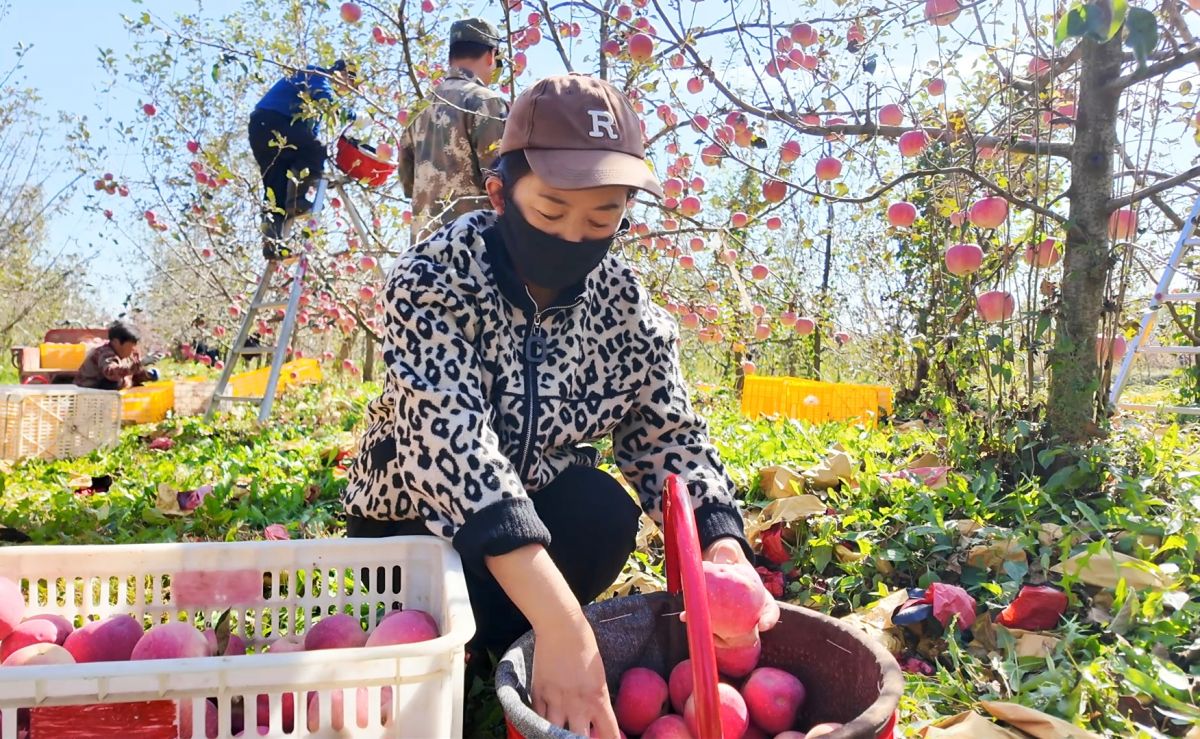郭东峰妻子在为苹果装框 李大钊摄
